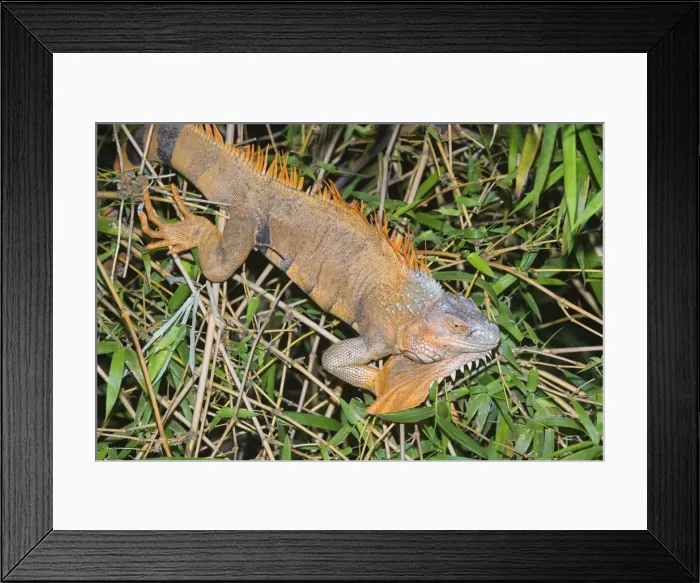 Framed Print : Green Iguana (Iguana Iguana), La Fortuna, Arenal, Costa Rica, Central America Framed Print : Green Iguana (Iguana Iguana), La Fortuna, Arenal, Costa Rica, Central America