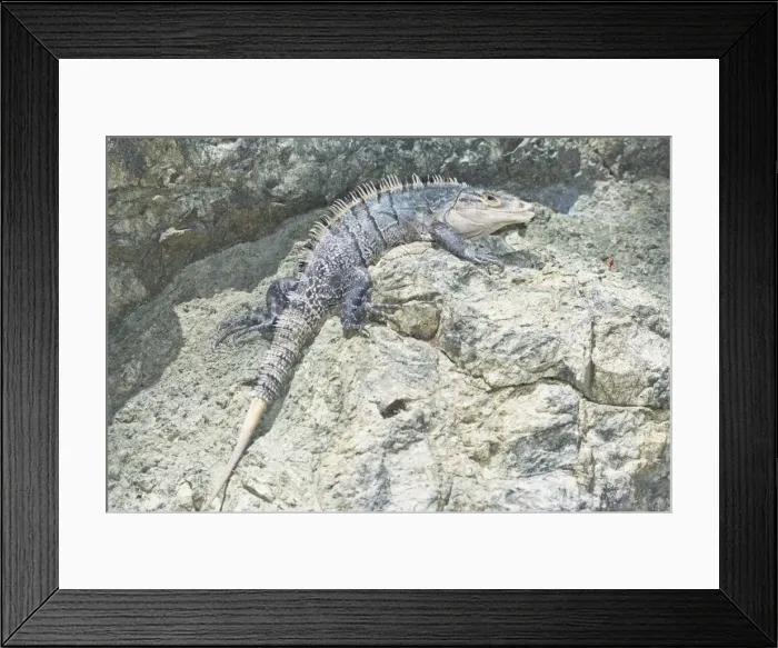 Framed Print : Black spiny tailed Iguana (Ctenosaur similis), Manuel Antonio National Park Framed Print : Black spiny tailed Iguana (Ctenosaur similis), Manuel Antonio National Park