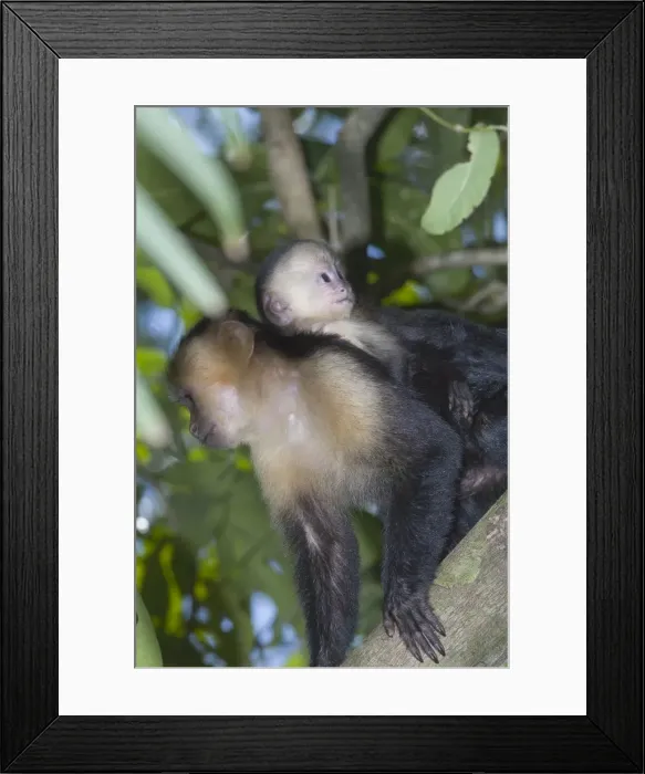 Framed Print : A white-faced capuchin monkey carries her young on her back through the rainforest Framed Print : A white-faced capuchin monkey carries her young on her back through the rainforest