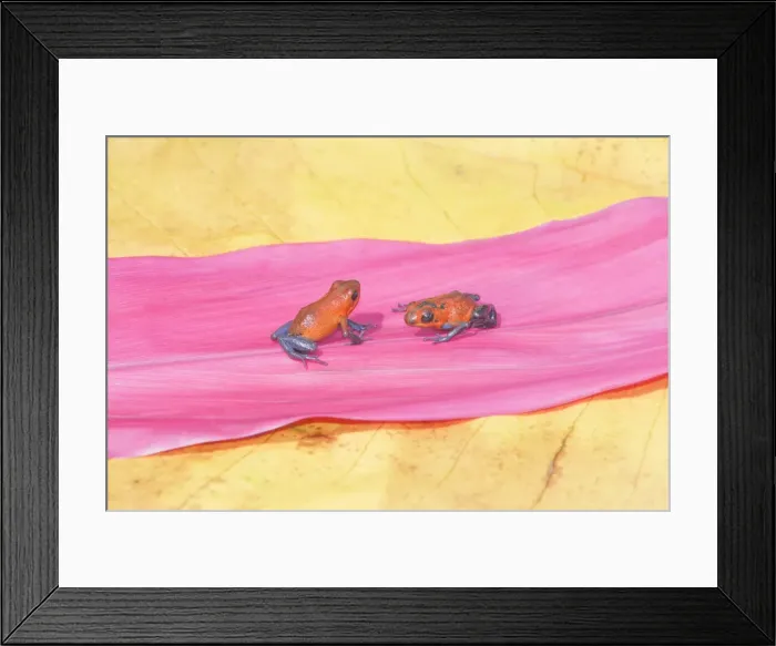 Framed Print : Blue jeans dart frogs (Dendrobates pumilio) on a leaf, Costa Rica, Central America Framed Print : Blue jeans dart frogs (Dendrobates pumilio) on a leaf, Costa Rica, Central America