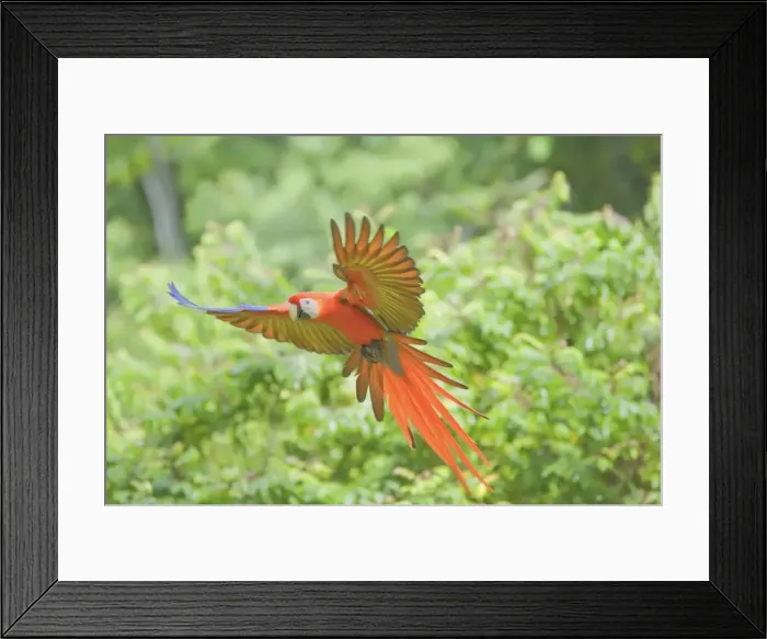 Framed Print : Scarlet macaw (Ara macao) in flight, Corcovado National Park, Osa Peninsula Framed Print : Scarlet macaw (Ara macao) in flight, Corcovado National Park, Osa Peninsula