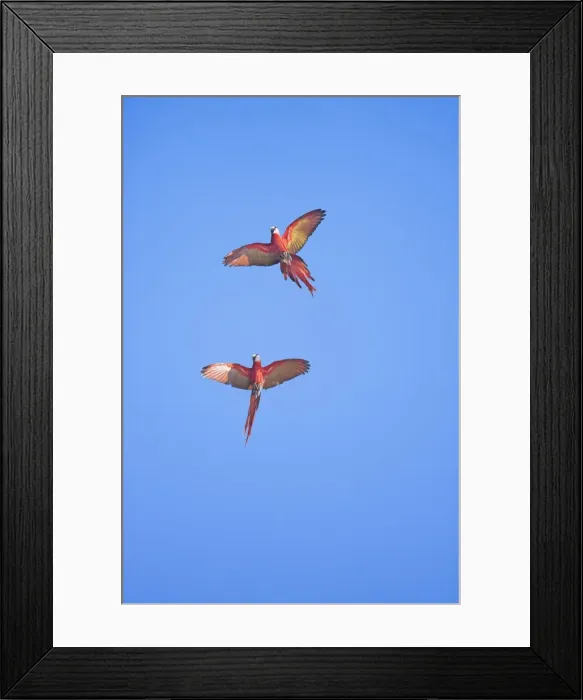 Framed Print : Scarlet macaws (Ara macao) in flight, Corcovado National Park, Osa Peninsula Framed Print : Scarlet macaws (Ara macao) in flight, Corcovado National Park, Osa Peninsula