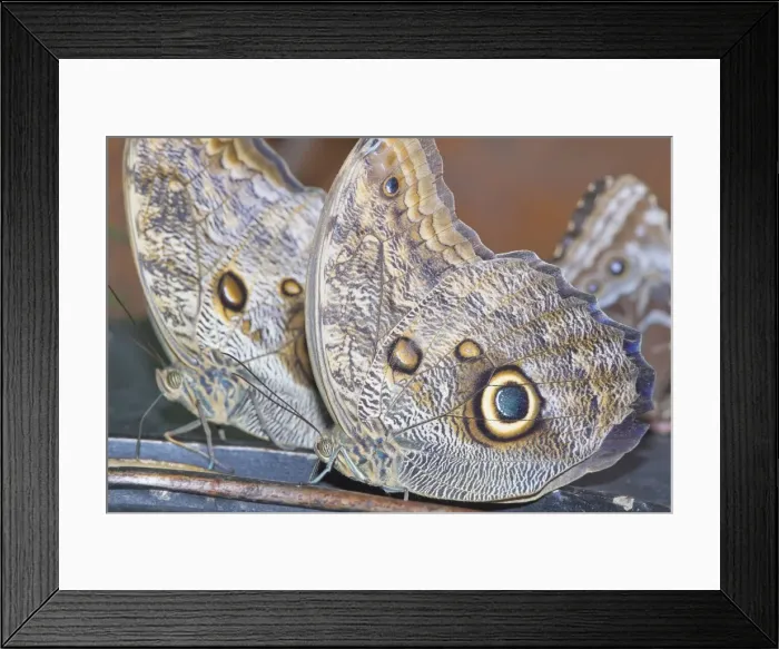 Framed Print : Magnificent Owls (Caligoeurilochus sulanus), Costa Rica, Central America Framed Print : Magnificent Owls (Caligoeurilochus sulanus), Costa Rica, Central America