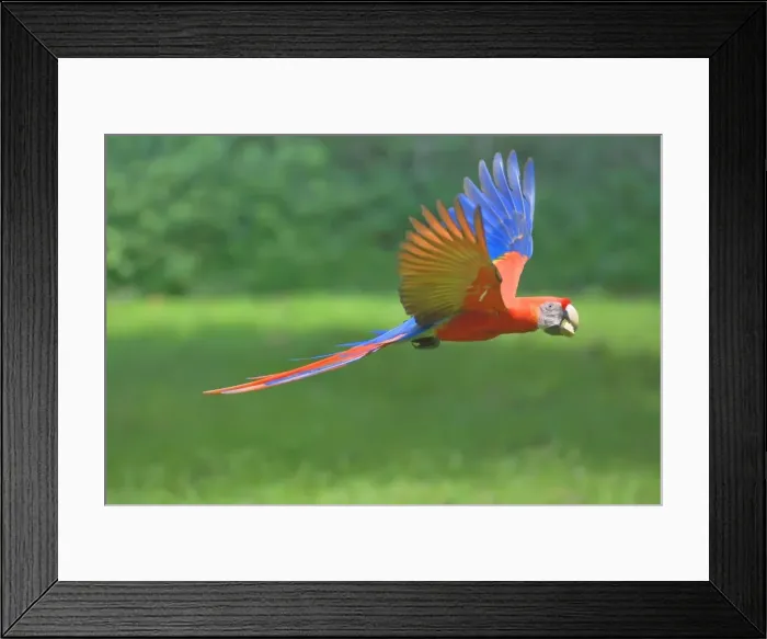 Framed Print : Scarlet macaw (Ara macao) in flight with nut in its beak, Corcovado National Park Framed Print : Scarlet macaw (Ara macao) in flight with nut in its beak, Corcovado National Park