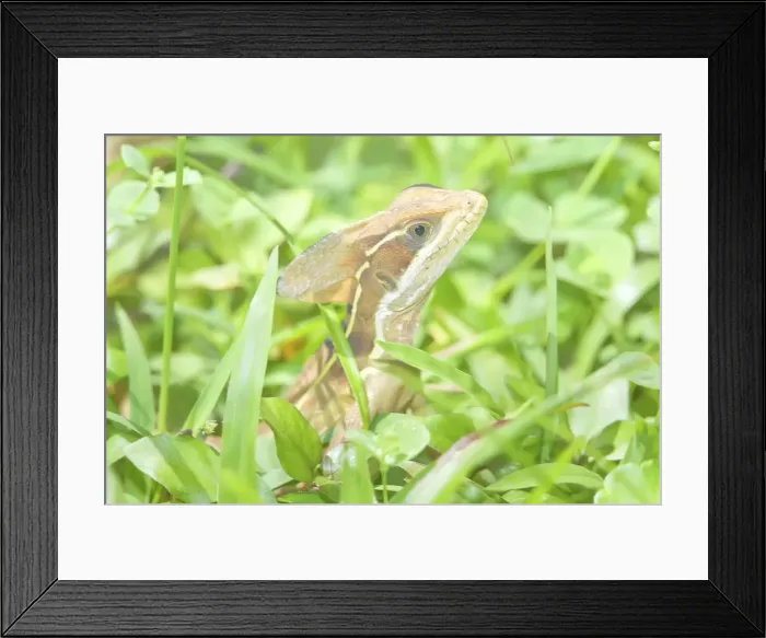 Framed Print : Jesus Christ basilisk (basiliscus basiliscus), Manuel Antonio National Park Framed Print : Jesus Christ basilisk (basiliscus basiliscus), Manuel Antonio National Park