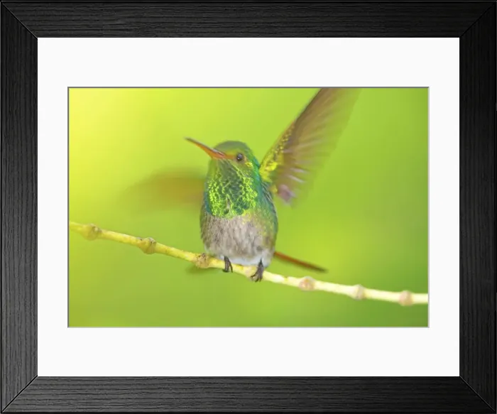 Framed Print : Rufous-tailed hummingbird (Amazilia tzacatl) opening wings, Costa Rica, Central America Framed Print : Rufous-tailed hummingbird (Amazilia tzacatl) opening wings, Costa Rica, Central America