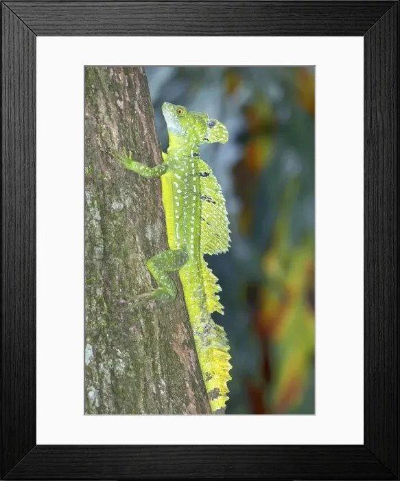 Framed Print : Basilisk lizard (Basiliscus plumifrons) climbing up tree, Costa Rica, Central America Framed Print : Basilisk lizard (Basiliscus plumifrons) climbing up tree, Costa Rica, Central America