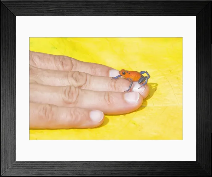Framed Print : Blue jeans dart frog (Dendrobates pumilio) on human hand, Costa Rica, Central America Framed Print : Blue jeans dart frog (Dendrobates pumilio) on human hand, Costa Rica, Central America