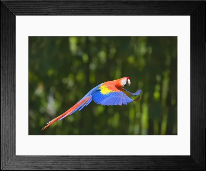 Framed Print : Scarlet macaw (Ara macao) in flight, Corcovado National Park, Osa Peninsula Framed Print : Scarlet macaw (Ara macao) in flight, Corcovado National Park, Osa Peninsula