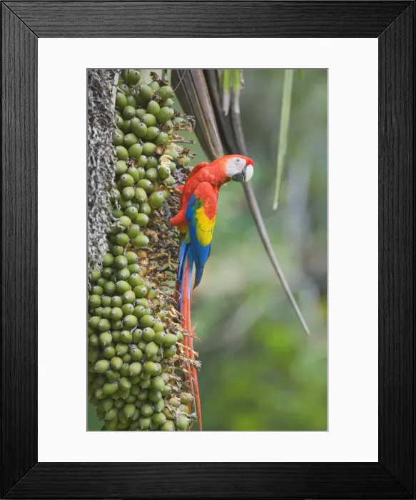 Framed Print : Scarlet macaw (Ara macao), Corcovado National Park, Osa Peninsula, Costa Rica