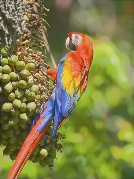 Scarlet macaw (Ara macao), Corcovado National Park, Osa Peninsula, Costa Rica