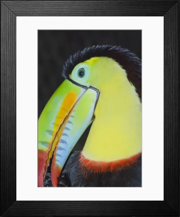 Framed Print : Keel-billed toucan (Ramphastos sulfuratus), Costa Rica, Central America Framed Print : Keel-billed toucan (Ramphastos sulfuratus), Costa Rica, Central America