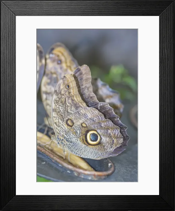 Framed Print : Magnificent Owl (Caligoeurilochus sulanus), Costa Rica, Central America Framed Print : Magnificent Owl (Caligoeurilochus sulanus), Costa Rica, Central America