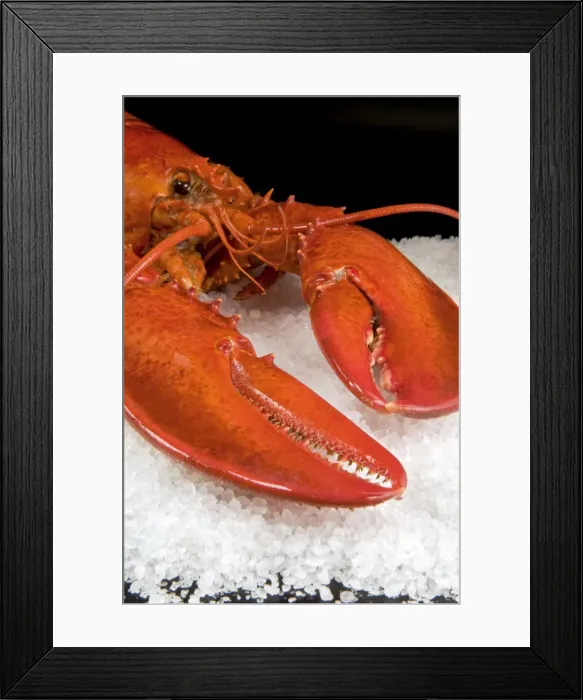 Framed Print : Lobster (Homarus americanus) in a salt bed Framed Print : Lobster (Homarus americanus) in a salt bed