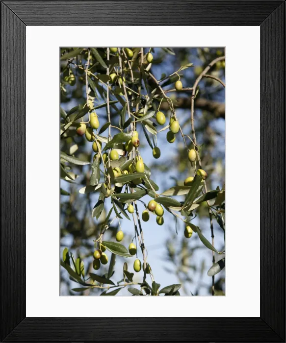 Framed Print : Olives, San Gimignano, Tuscany, Italy, Europe Framed Print : Olives, San Gimignano, Tuscany, Italy, Europe