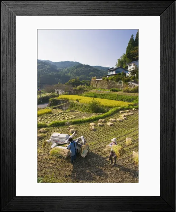 Framed Print : Threshing freshly harvested rice in a small terraced paddy field near Oita Framed Print : Threshing freshly harvested rice in a small terraced paddy field near Oita