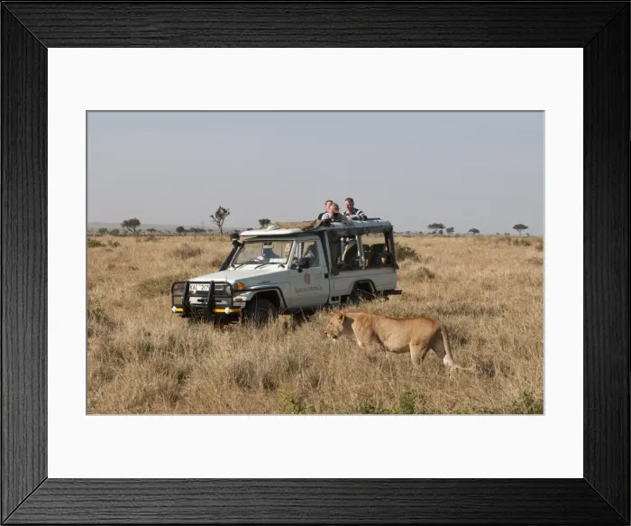 Framed Print : Lion (Panthera leo), Masai Mara, Kenya, East Africa, Africa Framed Print : Lion (Panthera leo), Masai Mara, Kenya, East Africa, Africa
