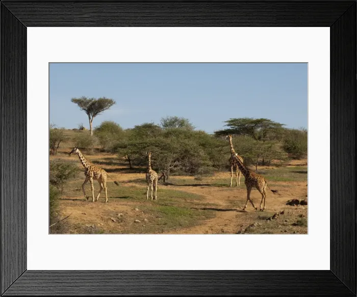 Framed Print : Loisaba Wilderness Conservancy, Laikipia, Kenya, East Africa, Africa Framed Print : Loisaba Wilderness Conservancy, Laikipia, Kenya, East Africa, Africa