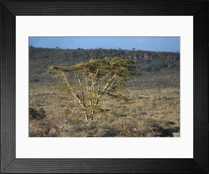 Framed Print : Yellow barked acacia (fever tree) (Acacia xanthopholea), Loisaba Wilderness Conservancy Framed Print : Yellow barked acacia (fever tree) (Acacia xanthopholea), Loisaba Wilderness Conservancy