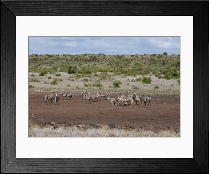 Framed Print : Common and Grevys Zebras (Equus quagga) (Equus grevyi), Loisaba Wilderness Conservancy Framed Print : Common and Grevys Zebras (Equus quagga) (Equus grevyi), Loisaba Wilderness Conservancy