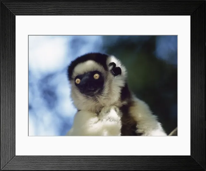 Framed Print : Portrait of a Verreauxs Sifaka (Propithecus verreauxi) sitting on tree Framed Print : Portrait of a Verreauxs Sifaka (Propithecus verreauxi) sitting on tree
