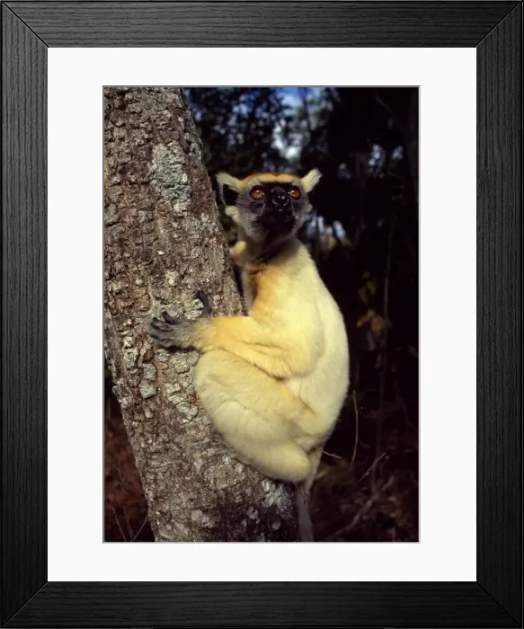 Framed Print : Golden-crowned Sifaka (Propithecus tattersalli), an endangered species Framed Print : Golden-crowned Sifaka (Propithecus tattersalli), an endangered species