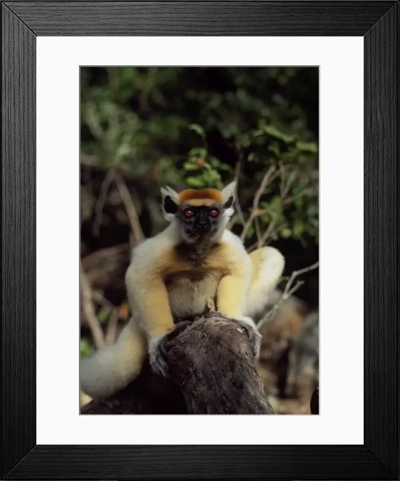 Framed Print : Golden-crowned Sifaka (Propithecus tattersalli), an endangered species Framed Print : Golden-crowned Sifaka (Propithecus tattersalli), an endangered species
