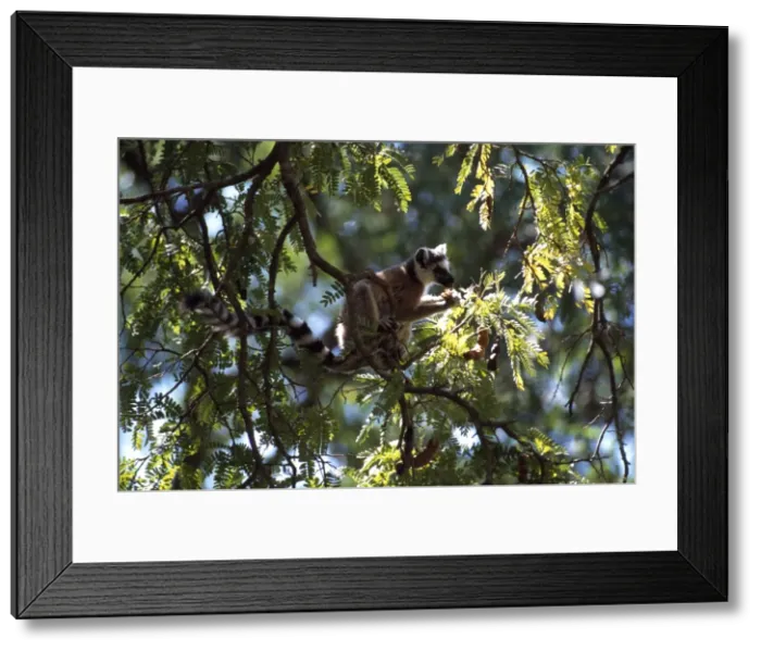 Framed Print : Ring-tailed Lemur (Lemur catta) feeding on tamarind, Berenty, Southern Madagascar, Africa Framed Print : Ring-tailed Lemur (Lemur catta) feeding on tamarind, Berenty, Southern Madagascar, Africa