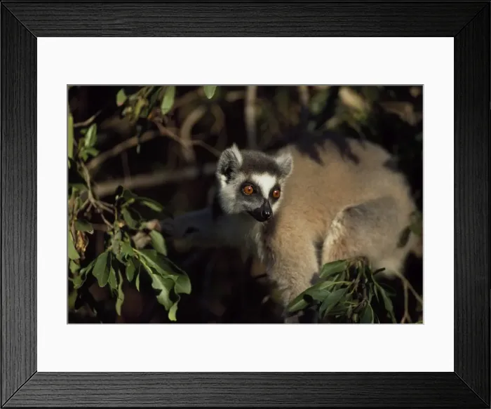 Framed Print : Ring-tailed Lemur (Lemur catta) in tree, Berenty, Southern Madagascar, Africa Framed Print : Ring-tailed Lemur (Lemur catta) in tree, Berenty, Southern Madagascar, Africa
