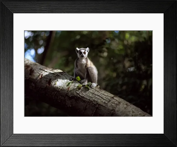 Framed Print : Ring-tailed Lemur (Lemur catta) on tree, Berenty, Southern Madagascar, Africa Framed Print : Ring-tailed Lemur (Lemur catta) on tree, Berenty, Southern Madagascar, Africa