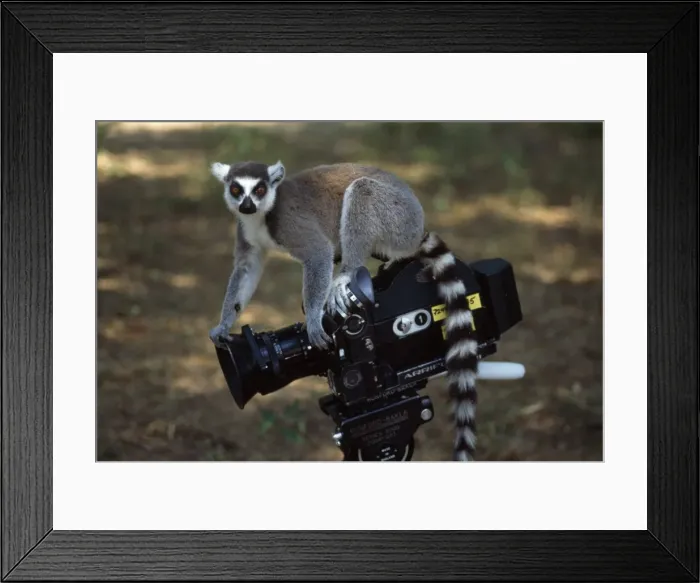 Framed Print : Ring-tailed Lemur (Lemur catta) on camera, Berenty, Southern Madagascar, Africa