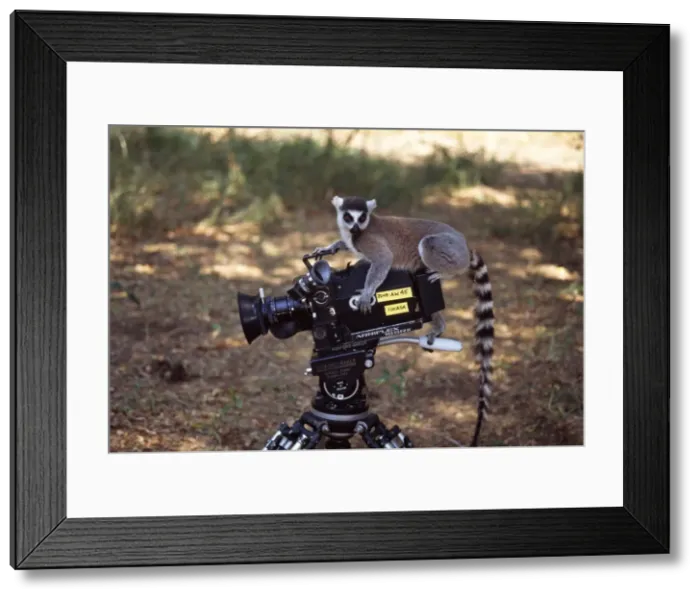 Framed Print : Ring-tailed Lemur (Lemur catta) on camera, Berenty, Southern Madagascar, Africa Framed Print : Ring-tailed Lemur (Lemur catta) on camera, Berenty, Southern Madagascar, Africa