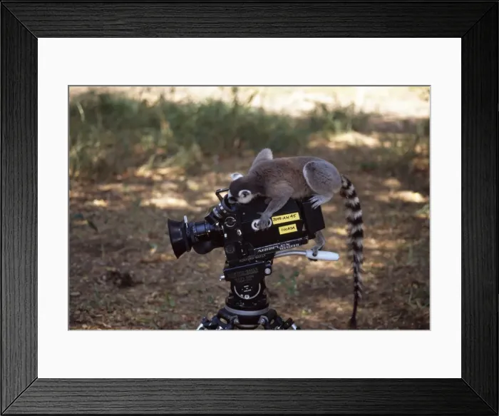 Framed Print : Ring-tailed Lemur (Lemur catta) on camera filming, Berenty, Southern Madagascar, Africa Framed Print : Ring-tailed Lemur (Lemur catta) on camera filming, Berenty, Southern Madagascar, Africa
