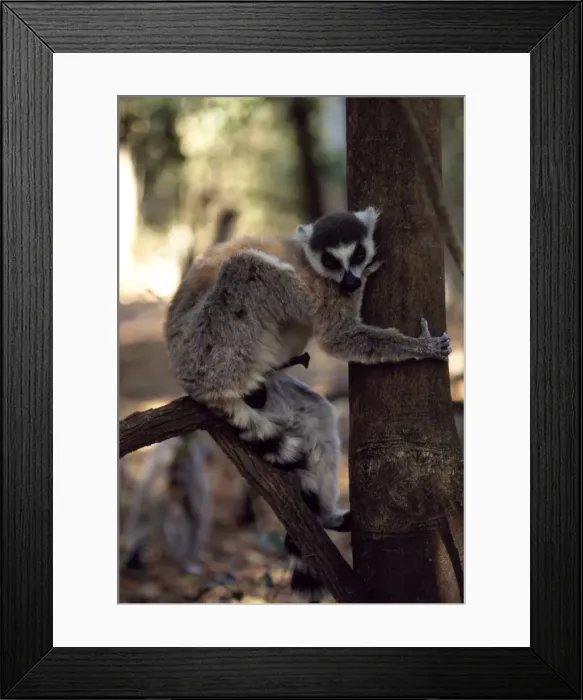 Framed Print : Ring-tailed Lemur (Lemur catta) male with erection on tree, Berenty, Southern Madagascar Framed Print : Ring-tailed Lemur (Lemur catta) male with erection on tree, Berenty, Southern Madagascar