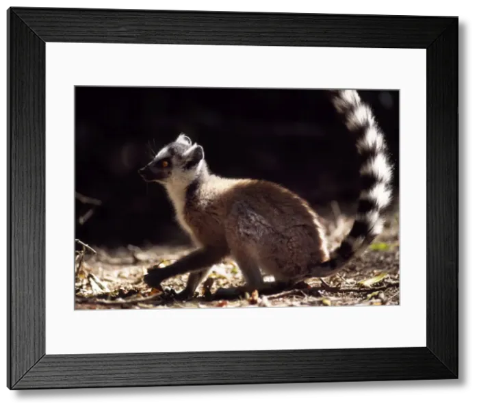 Framed Print : Ring-tailed Lemur (Lemur catta) on ground, Berenty, Southern Madagascar, Africa Framed Print : Ring-tailed Lemur (Lemur catta) on ground, Berenty, Southern Madagascar, Africa