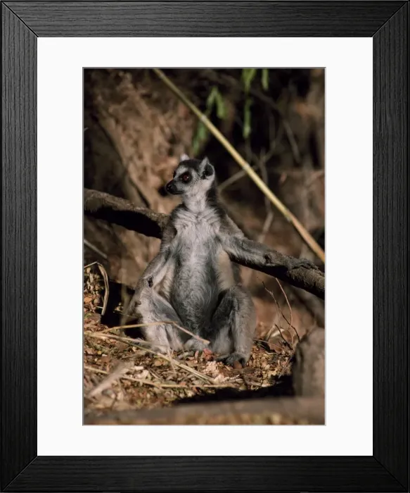 Framed Print : Ring-tailed Lemur (Lemur catta) sunbathing on ground, Berenty, Southern Madagascar Framed Print : Ring-tailed Lemur (Lemur catta) sunbathing on ground, Berenty, Southern Madagascar