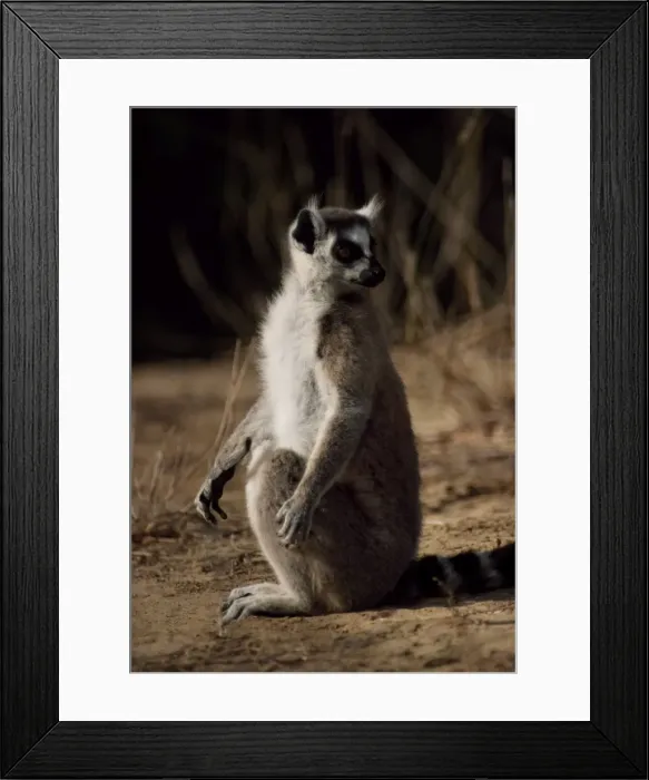 Framed Print : Ring-tailed Lemur (Lemur catta) sunbathing on ground, Berenty, Southern Madagascar Framed Print : Ring-tailed Lemur (Lemur catta) sunbathing on ground, Berenty, Southern Madagascar