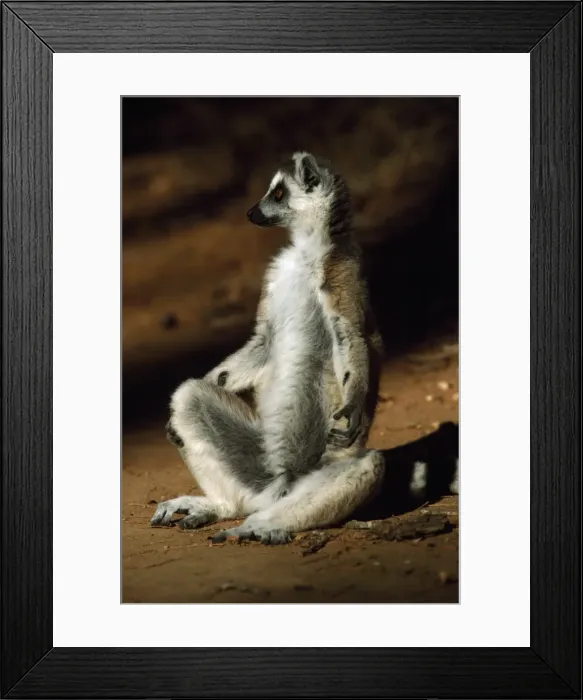 Framed Print : Ring-tailed Lemur (Lemur catta) sunbathing on ground, Berenty, Southern Madagascar Framed Print : Ring-tailed Lemur (Lemur catta) sunbathing on ground, Berenty, Southern Madagascar