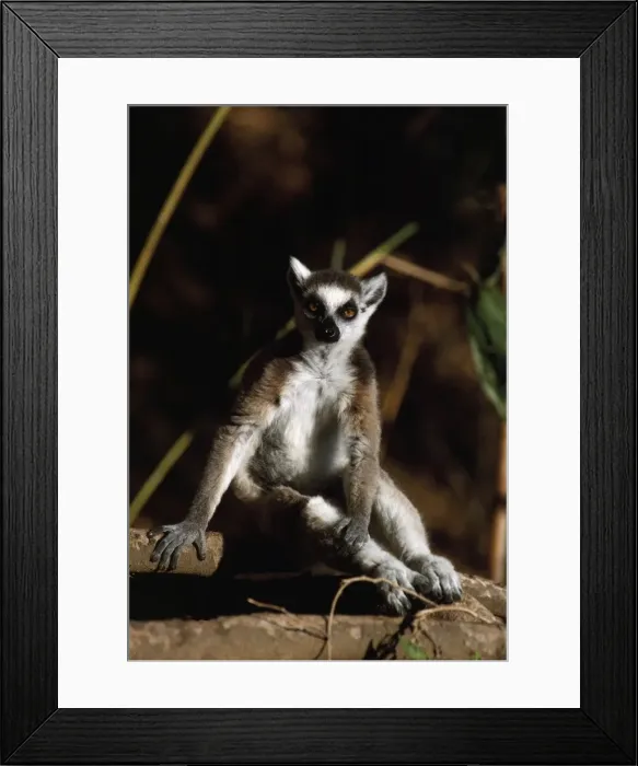 Framed Print : Ring-tailed Lemur (Lemur catta) resting, Berenty, Southern Madagascar, Africa Framed Print : Ring-tailed Lemur (Lemur catta) resting, Berenty, Southern Madagascar, Africa
