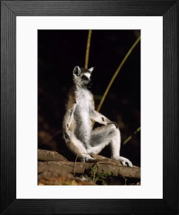 Framed Print : Ring-tailed Lemur (Lemur catta) sunbathing on ground, Berenty, Southern Madagascar