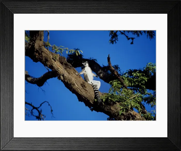 Framed Print : Ring-tailed Lemur (Lemur catta) sunbathing in tree, Berenty, Southern Madagascar, Africa Framed Print : Ring-tailed Lemur (Lemur catta) sunbathing in tree, Berenty, Southern Madagascar, Africa