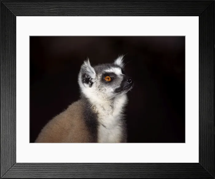 Framed Print : Portrait of a ring-tailed Lemur (Lemur catta), Berenty, Southern Madagascar, Africa Framed Print : Portrait of a ring-tailed Lemur (Lemur catta), Berenty, Southern Madagascar, Africa