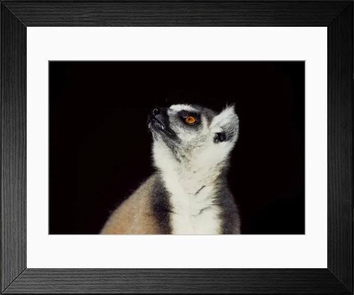 Framed Print : Portrait of a ring-tailed Lemur (Lemur catta), Berenty, Southern Madagascar, Africa Framed Print : Portrait of a ring-tailed Lemur (Lemur catta), Berenty, Southern Madagascar, Africa