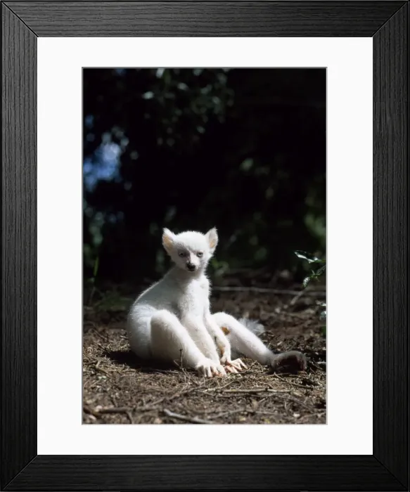 Framed Print : Ring-tailed Lemur (Lemur catta), all white baby male (Sapphire) albino lemur resting on forest floor, Berenty, Southern Framed Print : Ring-tailed Lemur (Lemur catta), all white baby male (Sapphire) albino lemur resting on forest floor, Berenty, Southern