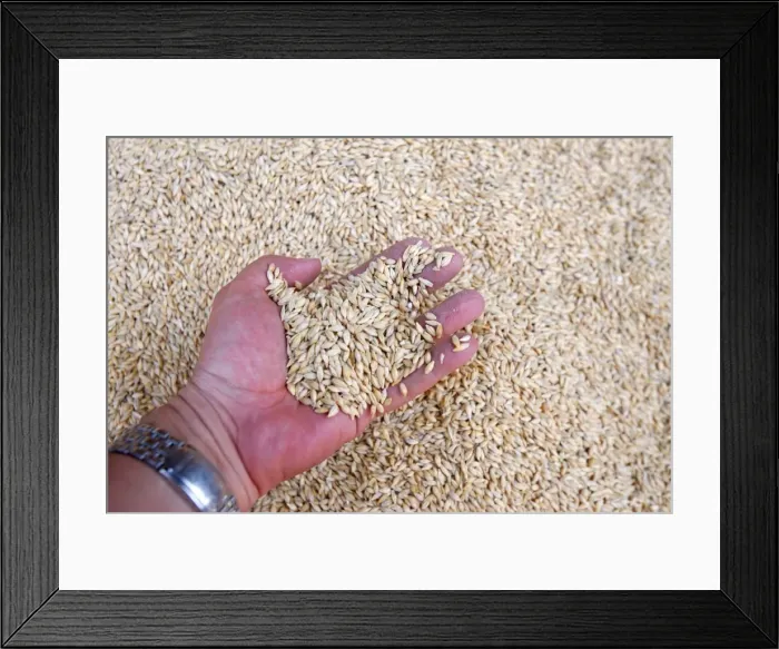 Framed Print : Wheat, Agadir, Morocco, North Africa, Africa Framed Print : Wheat, Agadir, Morocco, North Africa, Africa