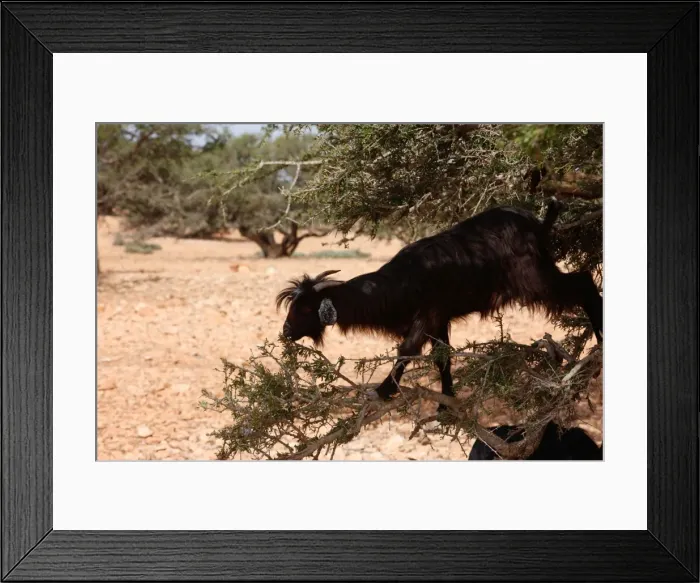 Framed Print : Goat eating leaves of an argan tree, Tamanar, Morocco, North Africa, Africa Framed Print : Goat eating leaves of an argan tree, Tamanar, Morocco, North Africa, Africa