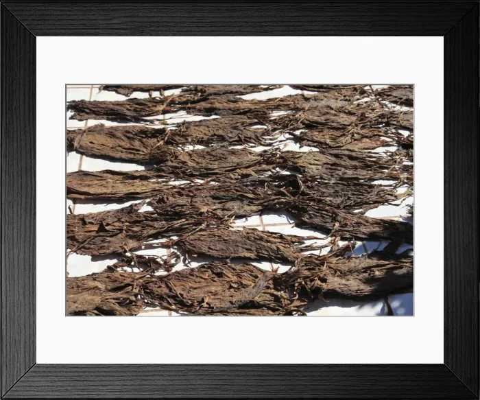 Framed Print : Drying cigar leaves, Dona Elba Cigars, Granada, Nicaragua, Central America Framed Print : Drying cigar leaves, Dona Elba Cigars, Granada, Nicaragua, Central America