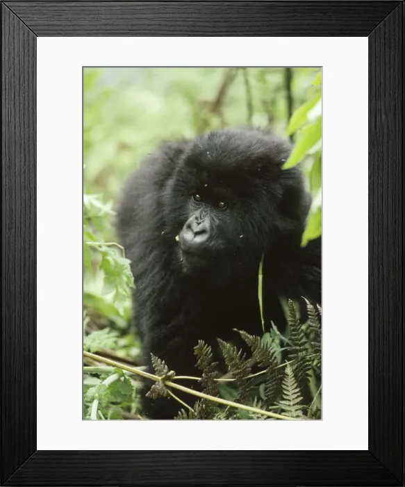 Framed Print : Mountain Gorilla (Gorilla gorilla beringei) young male, Virunga Volcanoes, Rwanda, Africa Framed Print : Mountain Gorilla (Gorilla gorilla beringei) young male, Virunga Volcanoes, Rwanda, Africa