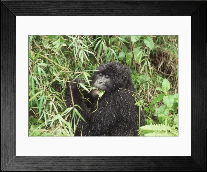 Framed Print : Mountain Gorilla (Gorilla gorilla beringei) female feeding on vine after rain Framed Print : Mountain Gorilla (Gorilla gorilla beringei) female feeding on vine after rain