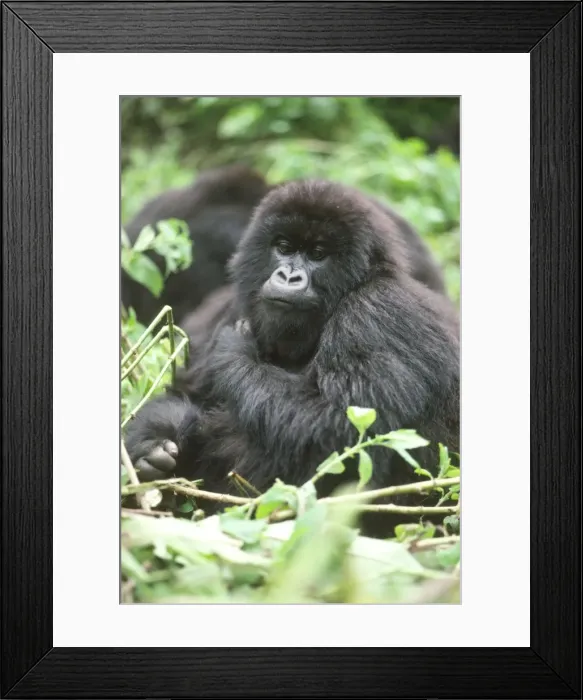 Framed Print : Mountain Gorilla (Gorilla gorilla beringei) young female, Virunga Volcanoes Framed Print : Mountain Gorilla (Gorilla gorilla beringei) young female, Virunga Volcanoes